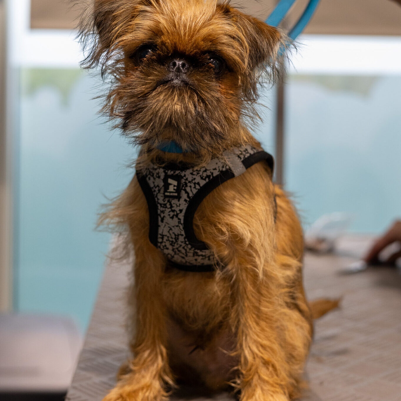 Trimmauspalvelu Grroom | Pikku Huopalahti, Olari, Ullanlinna, Järvenpää ja Riihimäki