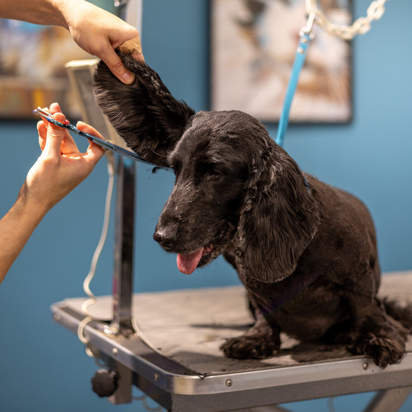 Trimmauspalvelu Grroom | Pikku Huopalahti, Olari, Ullanlinna, Järvenpää ja Riihimäki