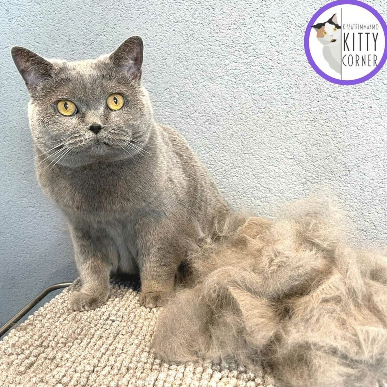 Trimmauspalvelu Grroom | Pikku Huopalahti, Olari, Ullanlinna, Järvenpää ja Riihimäki