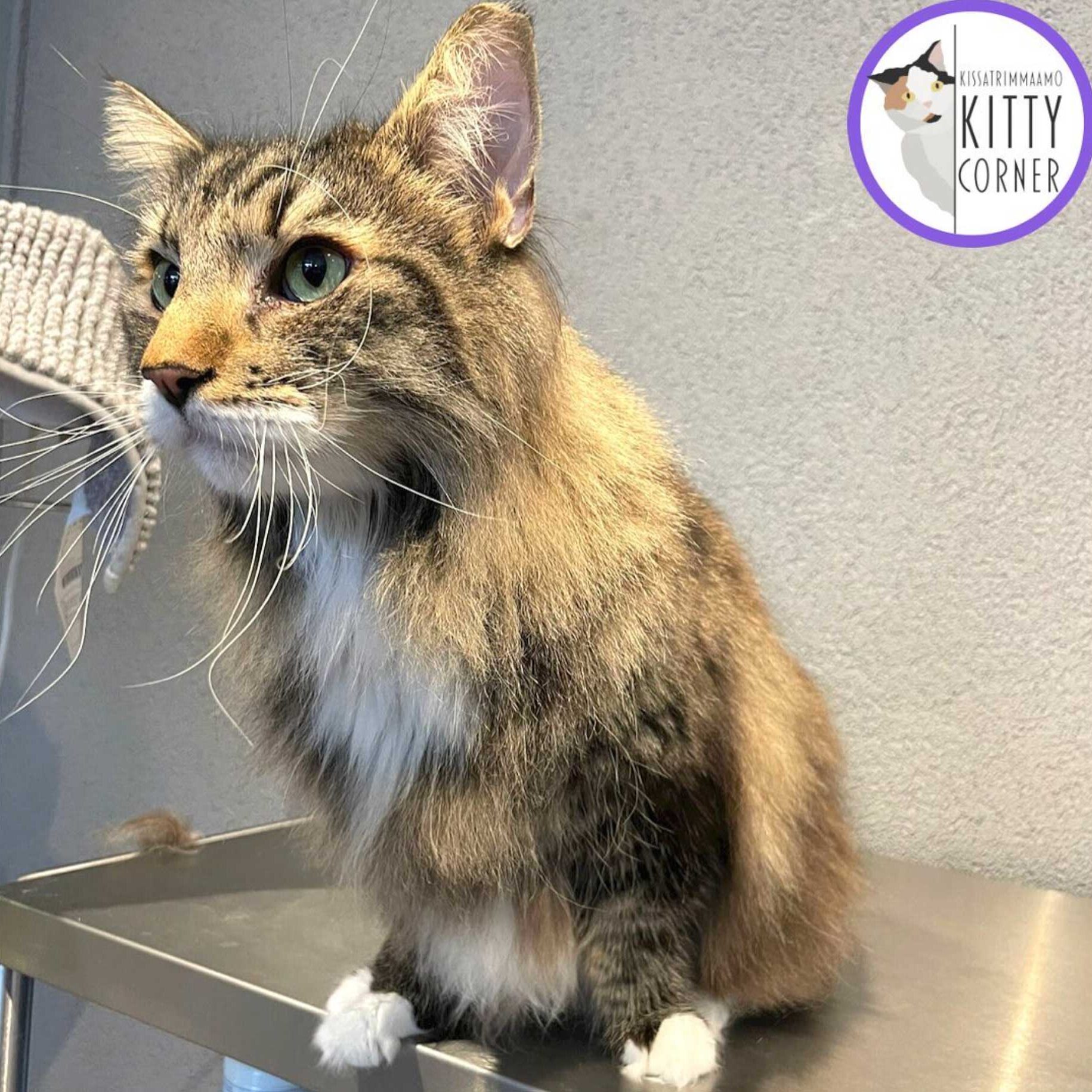 Trimmauspalvelu Grroom | Pikku Huopalahti, Olari, Ullanlinna, Järvenpää ja Riihimäki