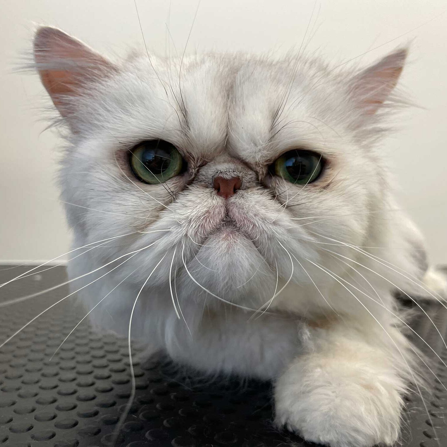 Trimmauspalvelu Grroom | Pikku Huopalahti, Olari, Ullanlinna, Järvenpää ja Riihimäki